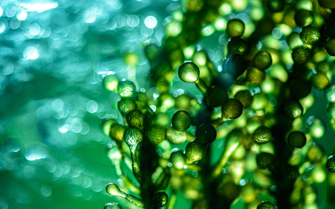 ¿Qué es la biotecnología y por qué puede utilizarse en el sector energético?