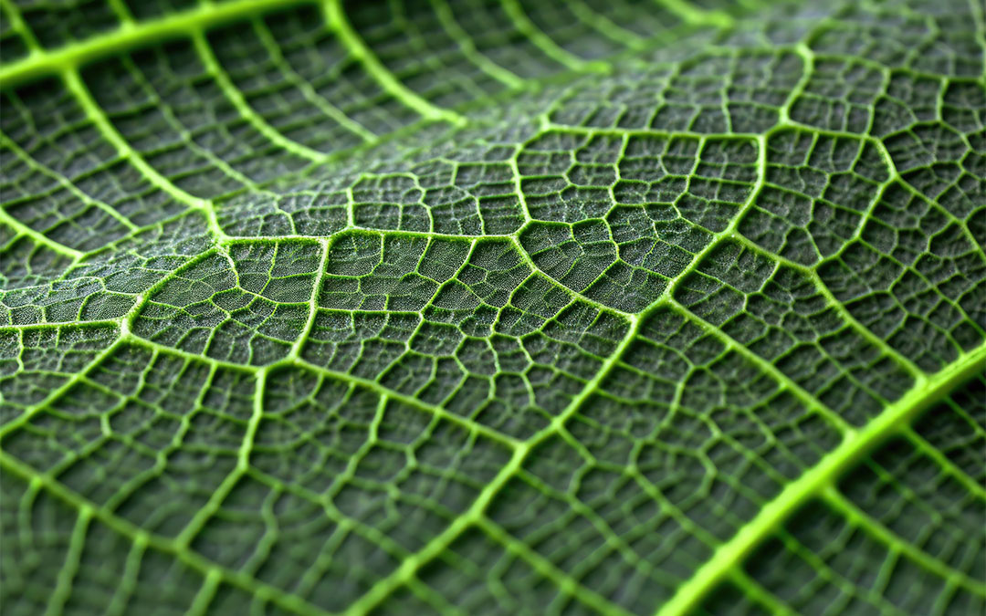 Carbon neutrality: 10 questions and answers