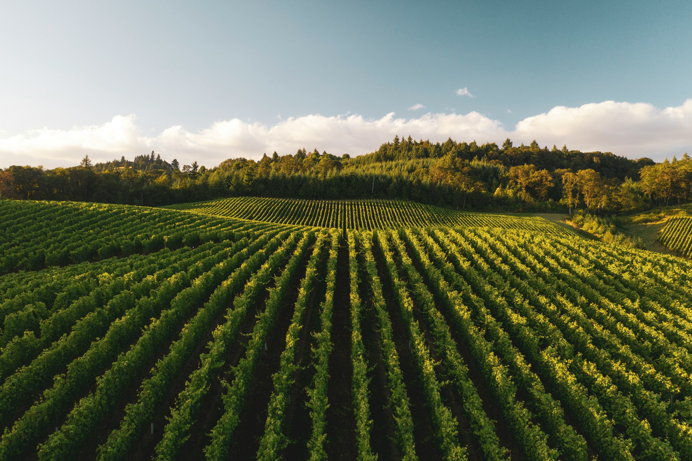 La agricultura y el hidrógeno verde
